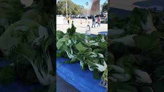 Mustard Greens, Bok Choy and More! at Asian Farmer’s Market in Pinellas Park, FL #fypシ゚viral