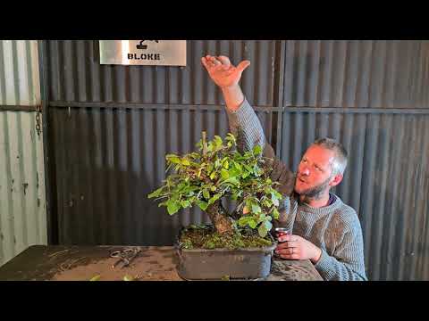 Turkish Oak Bonsai work and Tun beer, Aussie Bonsai Bloke