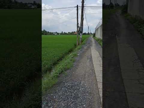 Bán đất lúa 3500m² Tây Ninh ( Tân Trụ, Long An cũ)