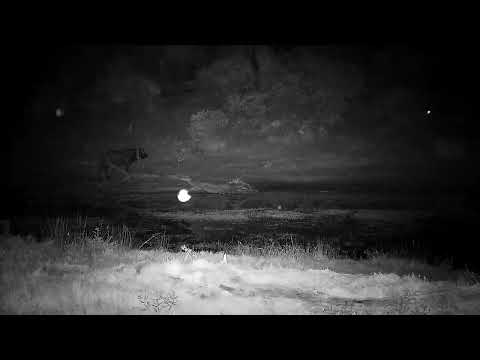 Djuma: Lone Buffalo drinking and another at other end of dam - 04:52 - 07/05/2022