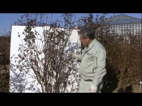 園芸 フレンチローズブッシュ