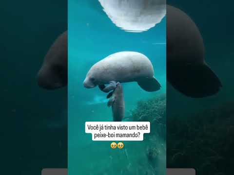 Incrível Bebê Peixe-boi sendo amamentado! 🥰 #animais #curiosidades #vocesabia #natureza