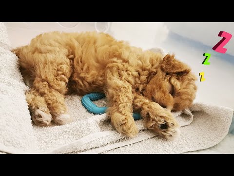 Good Night | How Puppy Looks Like When Sleeping