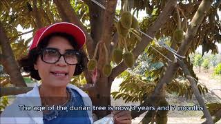 62 01 27 การใช้สารสกัดสมุนไพรช่วยย่อยสลายในสวนทุเรียน ตราด