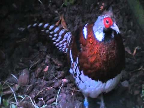 Bažant Elliotov vo Vogelpark Walsrode
