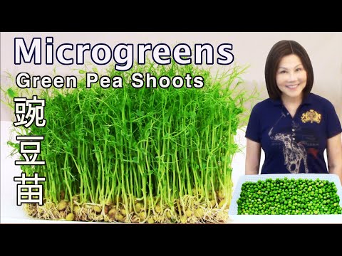 How to Grow Green Peas Microgreens - Without Soil - Plus Pea Shoots Stir-fry 豌豆苗种植