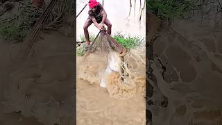 Giant catfish successfully caught with traditional net. #fishing #bigfish