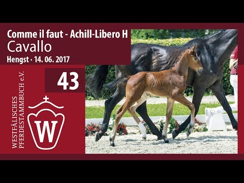 43 Cavallo  Hengst v. Comme il faut - Achill-Libero H