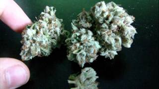 Alaskan Thunderfuck Flower Review