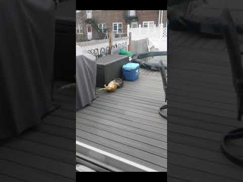 Slow motion Cat fight. Two masters of Cat-rate defying gravity and going at it.