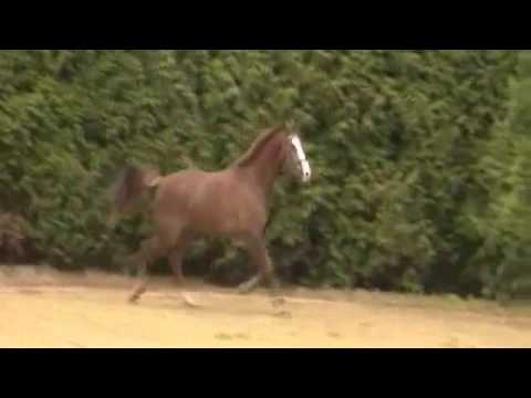 Carthino Z (Carthago) ~ moving video **DEPOSIT PAID**