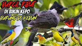 Download lagu semua burcil di bikin kepo dengan mp3 ini || suara pikat burcil ribut mp3
