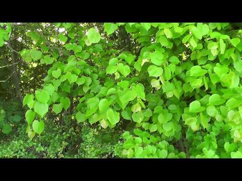 Great Notley Rayne  Essex Nature