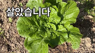 폭망한 배추 살아나고 있습니다 그러나