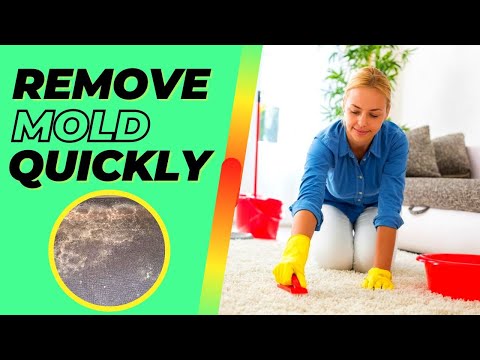 How To Clean Mold From Carpet? Natural And Easy Solutions
