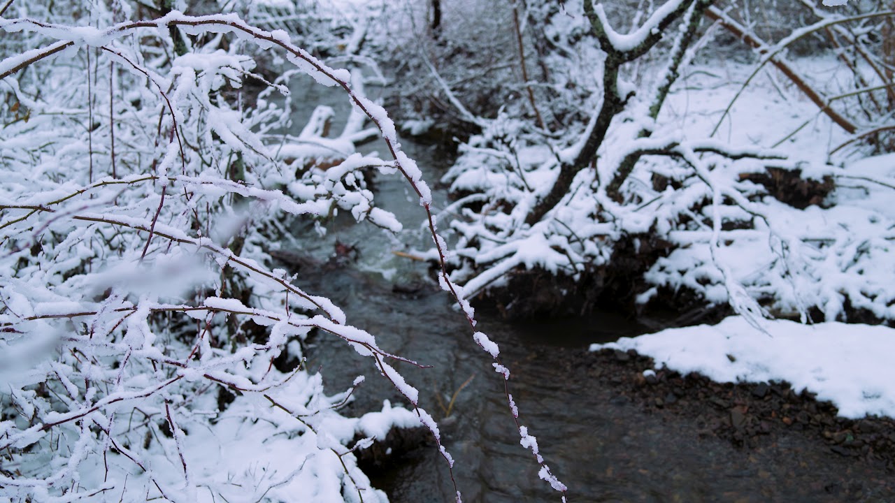 Winter Woods at Raven Manor