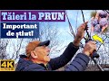 Taieri La Prun Pana La Intrarea Deplina Pe Rod