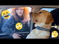 I M 101 SURE That You Will LAUGH EXTREMELY HARD Funny Dog 2025 163