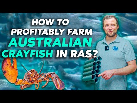 , title : 'Overview of a RAS farm for growing AUSTRALIAN RED CLAW CRAYFISH | Business ideas 2022'