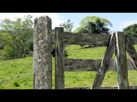 Mostrando para vocês a fazenda Santa Rita em Barro Preto Bahia.