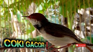 Download lagu Prenjak coki gacor ngalun! mp3 Download lagu Prenjak coki gacor ngalun! mp3