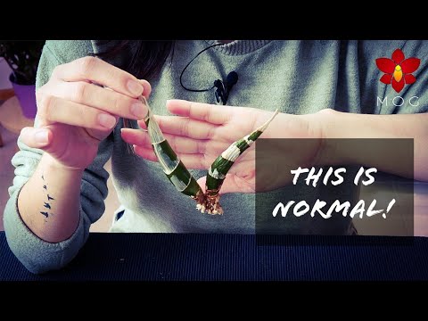 Catasetum Orchids - Care tips, soft spots & repotting after dormancy