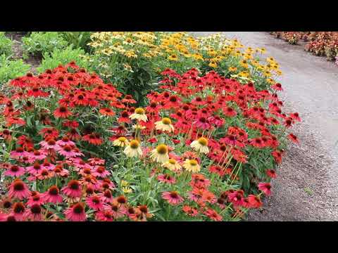 Purple coneflower (Echinacea purpurea) - Plant Identification