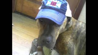 Dale Watson(with HANK3)~Country My Ass