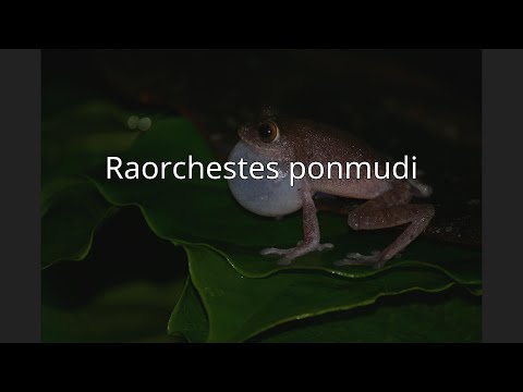 Pseudophilautus ponmudiについて詳しく解説
