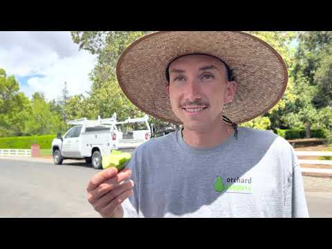 Debunking the Zutano Avocado Bad Rap