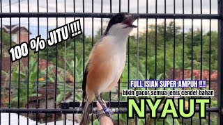 Download lagu cendet gacor BONGKAR ISIAN PALING HANDAL PANCINGAN CENDET AGAR BUNYI bikin BURUNG PENTET GACOR AKTIF mp3