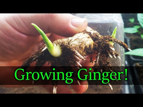 How To Grow An Onion From An Onion Bottom 2019