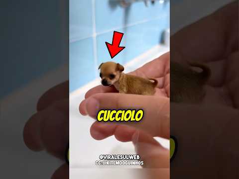 HA UN CAGNOLINO MINUSCOLO🥺 #shorts