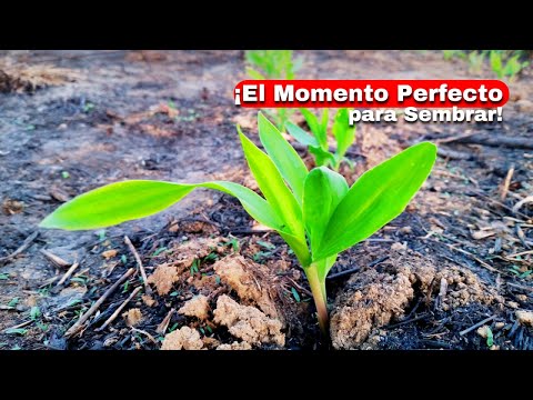 What is the Best Month to Plant Corn? 🌽