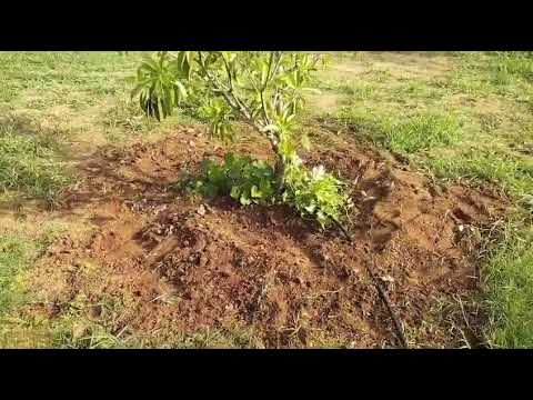 Vedhaa's Sreehitha Farms - Project Walkthrough