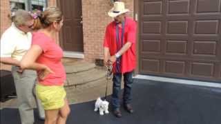 Puppy Maltese Afraid to Walk  - DOG INTERVENTION Dog Whisperer/Interventionist BIG CHUCK MCBRIDE