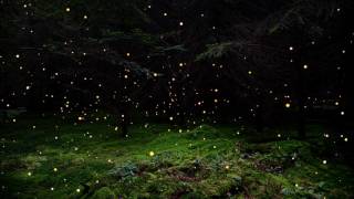 Paul White - Star of Light