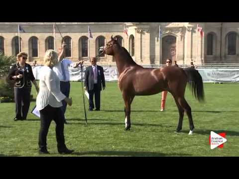 N.48 RIYADH AM - Chantilly 2015 AWC - Colts 1 year old (Class 6A)
