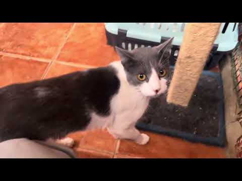 Vídeo de PANTUFA