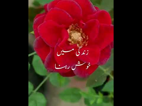 subha ka Salam. Good Morning status 2023 #goodmorning  #goodmorningstatus #dua