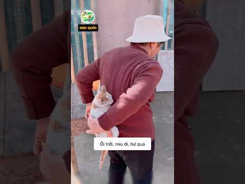 Tiểu Miu hóa điệp viên để bảo vệ chú chuột sẽ như thế nào #shorts