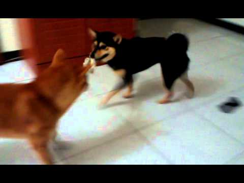 拔河比賽(原發表者:毛豆姐)(影片)