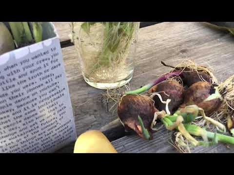 Fyndodling av potatis, tomat och lök - förbereder köksträdgården