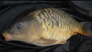 Episode 132 - Carp Match at The Islands Fishery March 2015