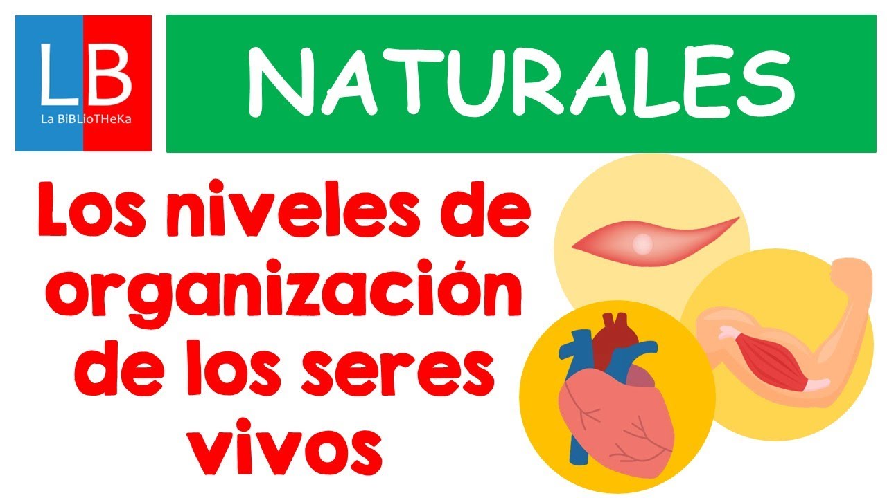 NIVELES de ORGANIZACIÓN de los SERES VIVOS para niños ✔👩‍🏫 PRIMARIA