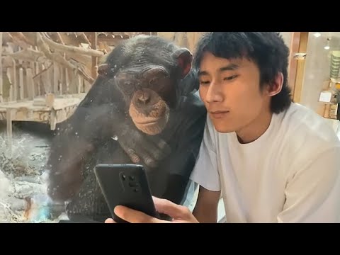 Les animaux les plus drôles en 2024 ! Des singes réagissant à la vue d'un téléphone pour la première fois !