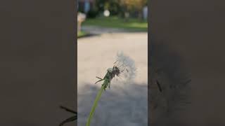 Common dandelion (Taraxacum) #common #dandelion #taraxacum #plants #fypviralシ #s23ultra #samsung