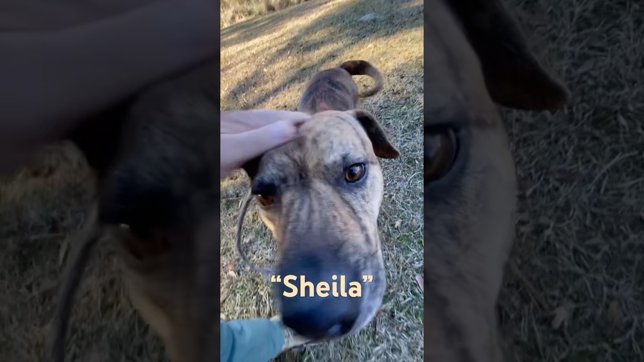 Enlarge Sheila #21616, a ADOPTABLE mixed breed in Monroe, GA video 4/4