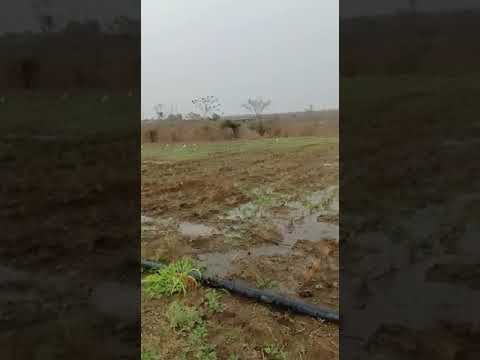 Steam Distillation Lemongrass Oil