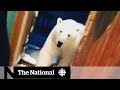 Russian Arctic town struggles with polar bear 'occupation'